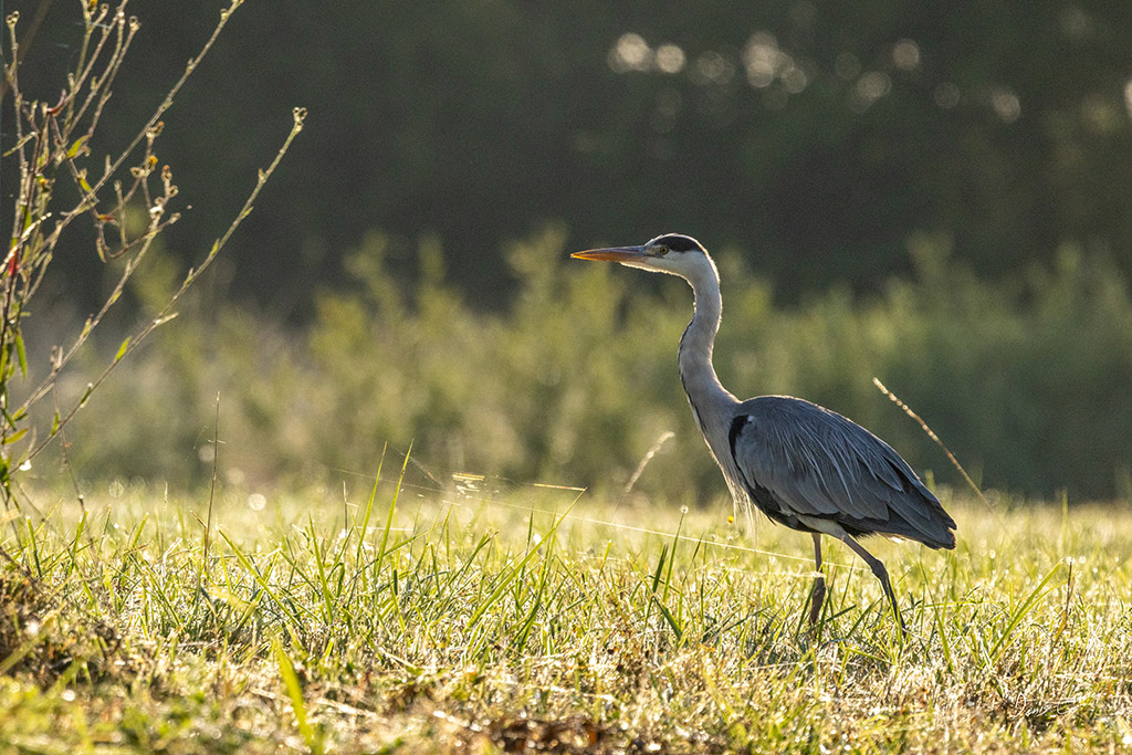 Héron cendré dans un champs recouvert de rosée